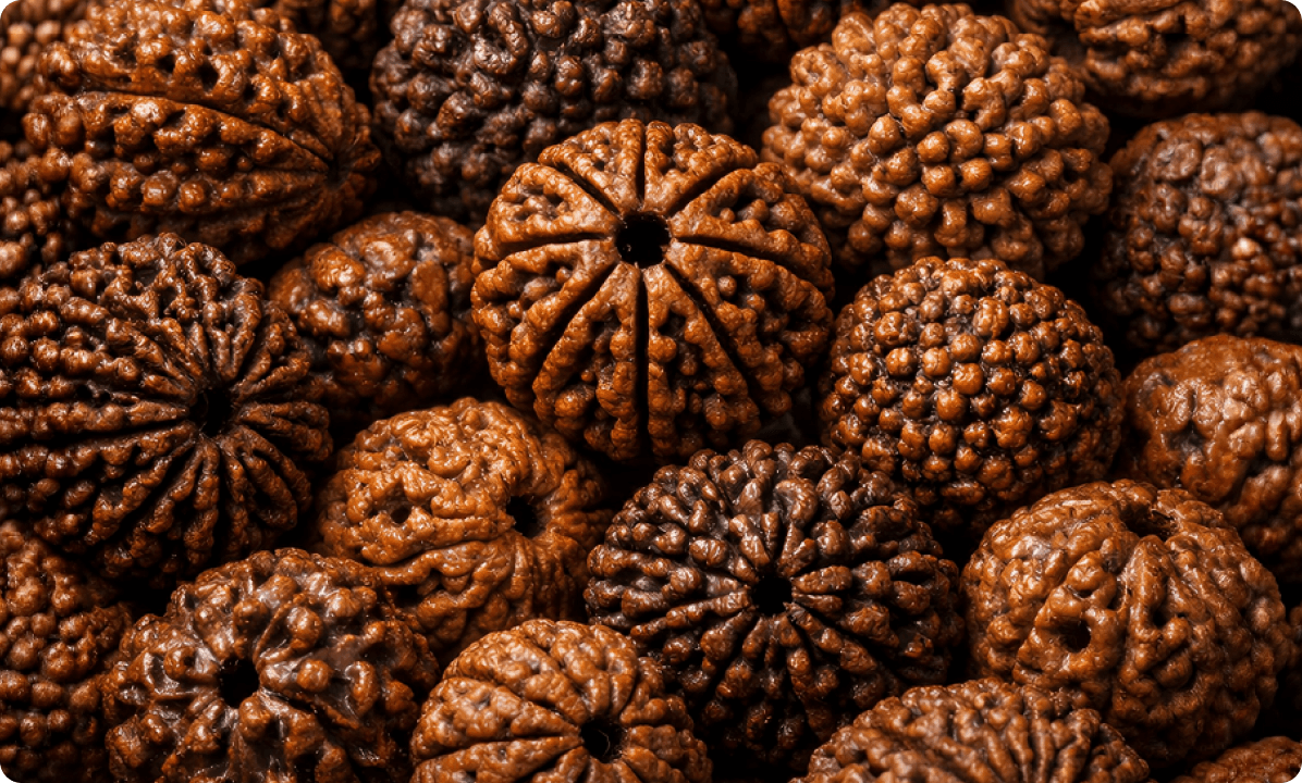 Loose Rudraksha Beads