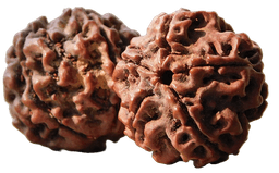 Nepal/Java/Bhadraksh