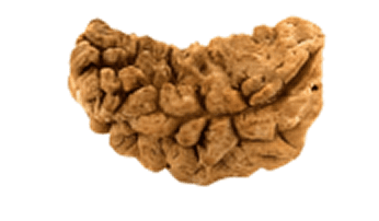 1 Mukhi Rudraksha