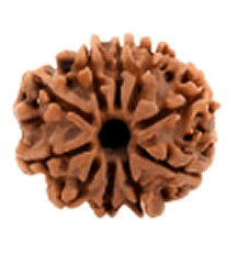 10 Mukhi Rudraksha