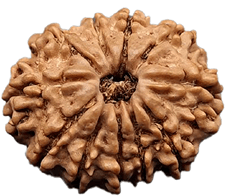11 Mukhi Rudraksha