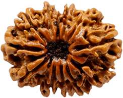 12 Mukhi Rudraksha
