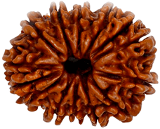 14 Mukhi Rudraksha