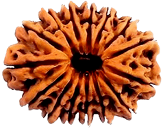 15 Mukhi Rudraksha