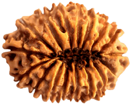 17 Mukhi Rudraksha