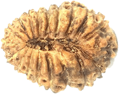 19 Mukhi Rudraksha