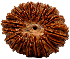 20 Mukhi Rudraksha