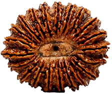21 Mukhi Rudraksha