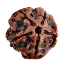 5 Mukhi Rudraksha