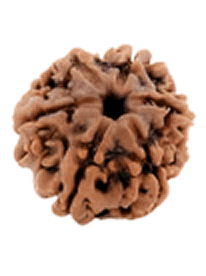 6 Mukhi Rudraksha