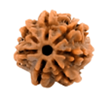 7 Mukhi Rudraksha