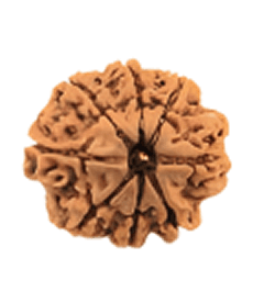 8 Mukhi Rudraksha