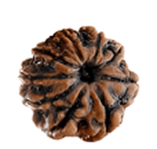 9 Mukhi Rudraksha