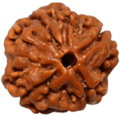 Chaturbhagi Rudraksha