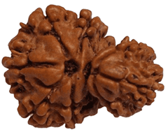 Gauri Shankar Rudraksha