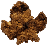 Kamal Rudraksha