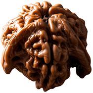 Nandi Rudraksha