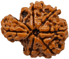 Sawaar Rudraksha
