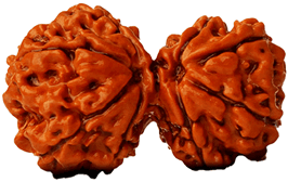 Shankhakar Rudraksha