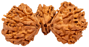 Trijuti Rudraksha